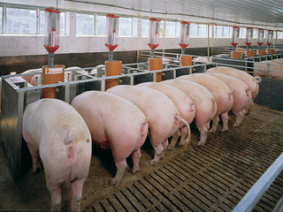 Проблемная свиноферма в Кавголово будет закрыта